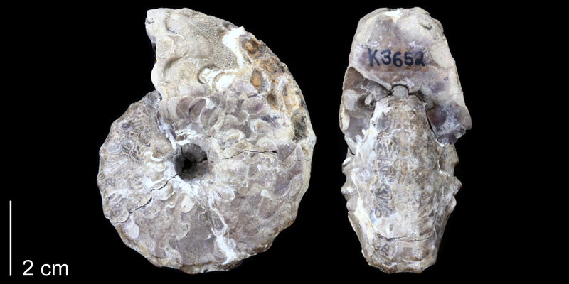 <i> Spathites puercoensis </i> from the Late Cretaceous of Sandoval County, New Mexico (PRI 70328).