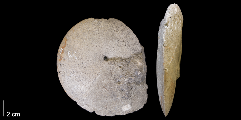 <i> Sphenodiscus beecheri </i> from the Late Cretaceous Pierre Shale of Bad Lands, South Dakota (YPM 27811).