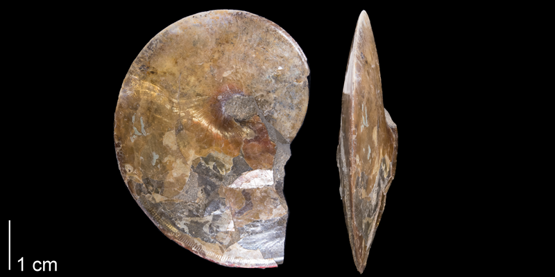 <i> Sphenodiscus lenticularis </i> from the Maastrichtian Fox Hills Fm. of Dewey County, South Dakota (YPM 44648).