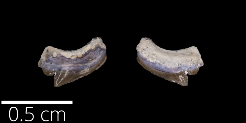 <i> Squalicorax falcatus </i> from the Late Cretaceous (FHSMVP 9407).