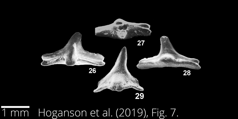 <i> Squatina hassei </i> from the Maastrichtian Fox Hills Fm. of North Dakota. Image is derived from Hoganson et al. (2019; Bulletins of American Paleontology No. 398) and is used here with permission of the Paleontological Research Institution, which retains the copyright.