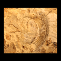 Stomohamites simplex