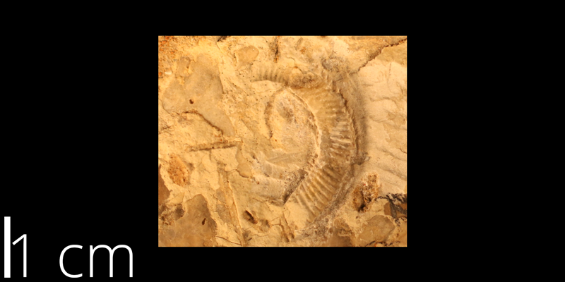 <i> Stomohamites simplex </i> from the Cenomanian Greenhorn Limestone Fm. of Hodgeman County, Kansas (KUMIP 82122).