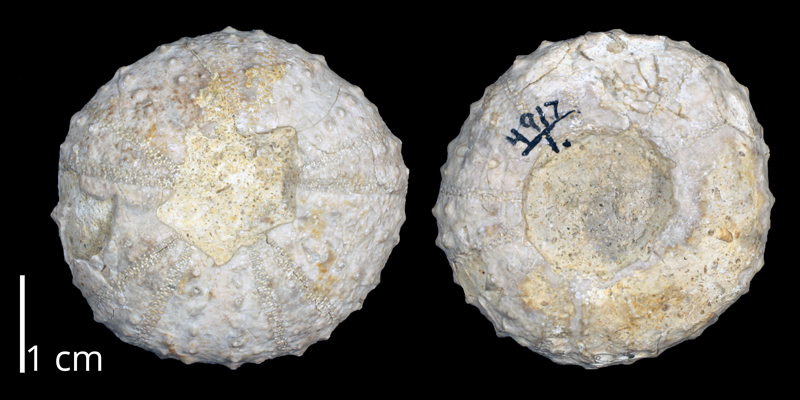 <i> Tetragramma steeruwitz </i> from the Late Cretaceous (KUMIP 370203).