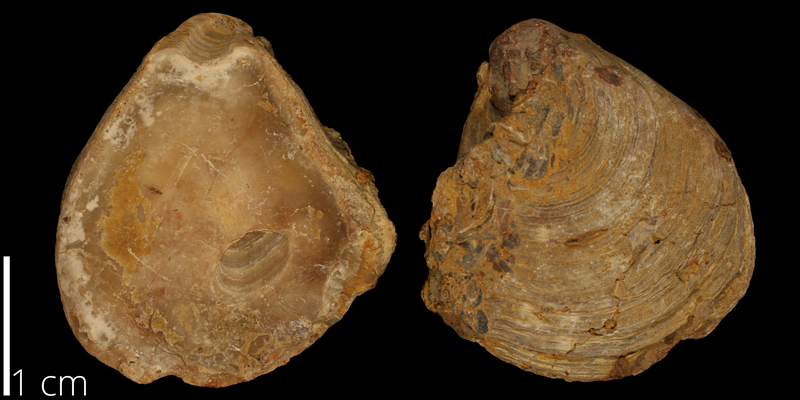 <i> Texigryphaea pitcheri </i> from the Albian Kiowa Fm. of Comanche County, Kansas (KUMIP 482837).