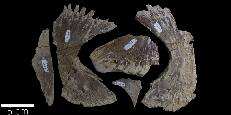 <i> Toxochelys latiremis </i> from the Late Cretaceous (FHSMVP 17432).