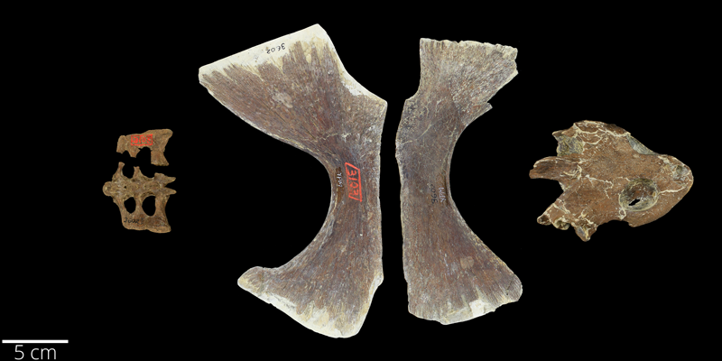 <i> Toxochelys latiremis </i> from the Late Cretaceous Niobrara Fm. of Kansas (YPM 003602).