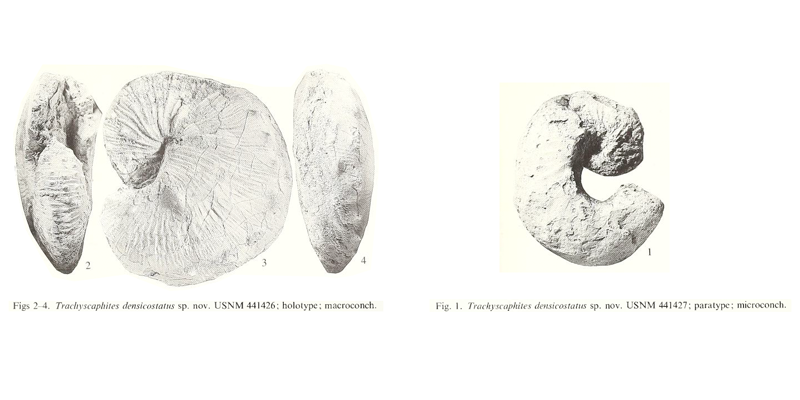 <i> Trachyscaphites densicostatus </i> Cobban and Kennedy 1992.