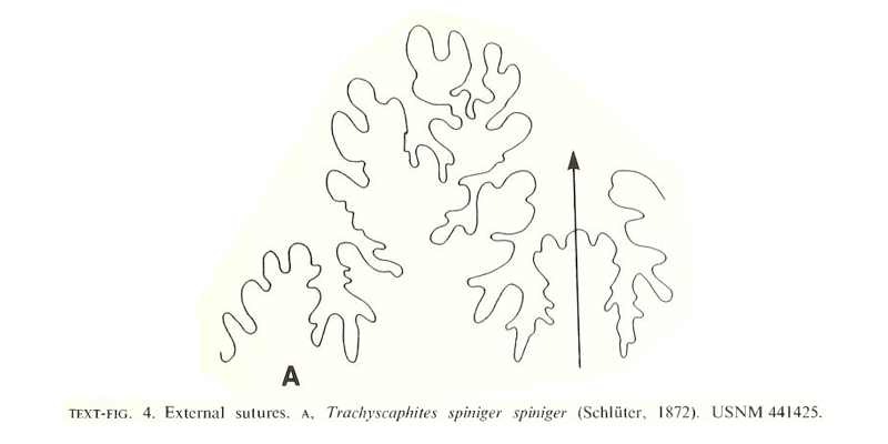 <i> Trachyscaphites densicostatus </i> Cobban and Kennedy 1992.