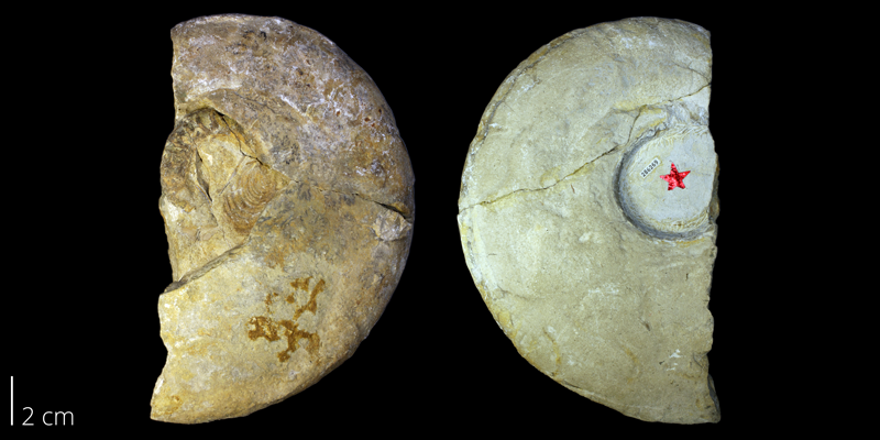 Holotype of <i> Tragodesmoceras bassi </i> from the Turonian Greenhorn Limestone Fm. of Lincoln County, Kansas (KUMIP 286269).