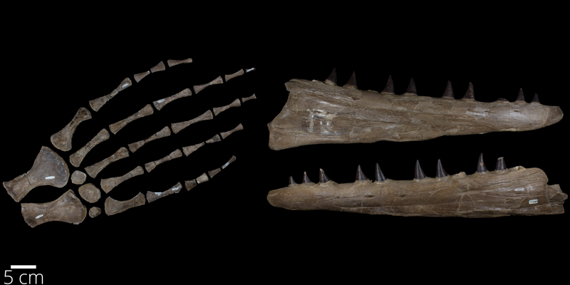 <i> Tylosaurus nepaeolicus </i> from the Late Cretaceous (FHSMVP 2209).