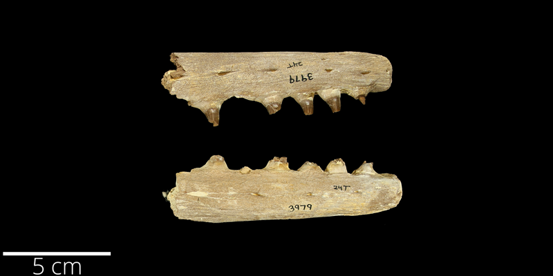 <i> Tylosaurus nepaeolicus </i> from the Late Cretaceous Niobrara Fm. of Gove County, Kansas (YPM 003979).