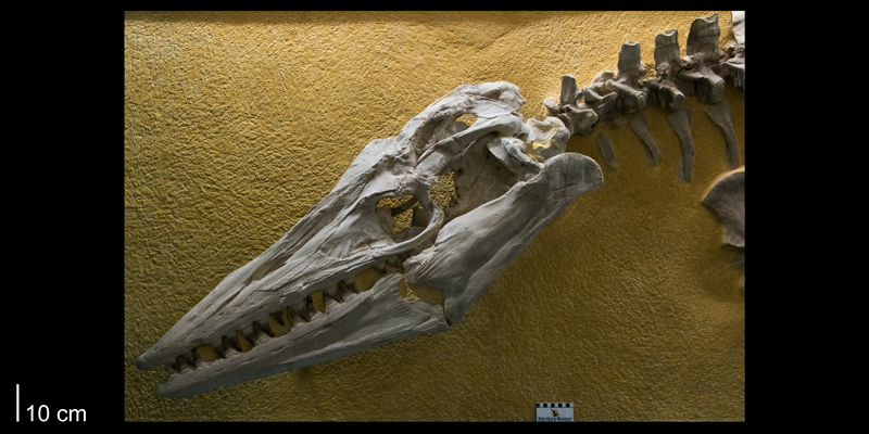 <i> Tylosaurus proriger </i> from the Late Cretaceous (FHSMVP 3).