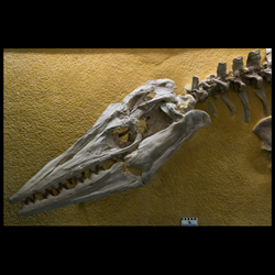 Tylosaurus proriger