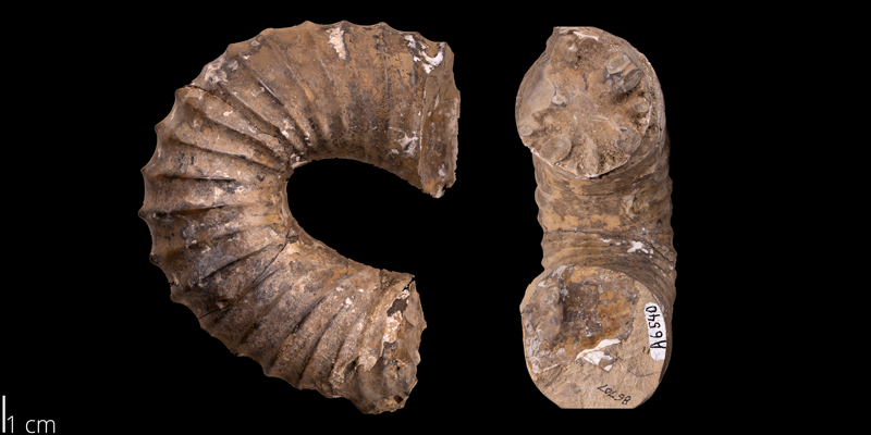 <i> Didymoceras cochleatum </i> from the Pierre Shale Fm. of South Dakota (YPM 86707).