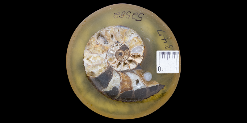 <i> Jeletzkytes nebrascensis </i> from the Maastrichtian Fox Hills Fm. of Dewey County, South Dakota (YPM 52582).