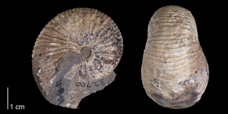 <i> Hoploscaphites plenus </i> (YPM 32700).