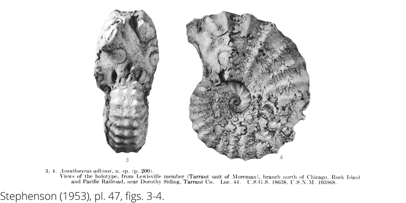 <i> Acanthoceras adkinsi </i> from the Cenomanian Woodbine Fm. of Texas (Stephenson 1953).