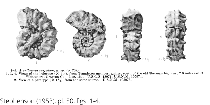 <i> Acanthoceras cuspidum </i> from the Cenomanian Woodbine Fm. of Texas (Stephenson 1953).