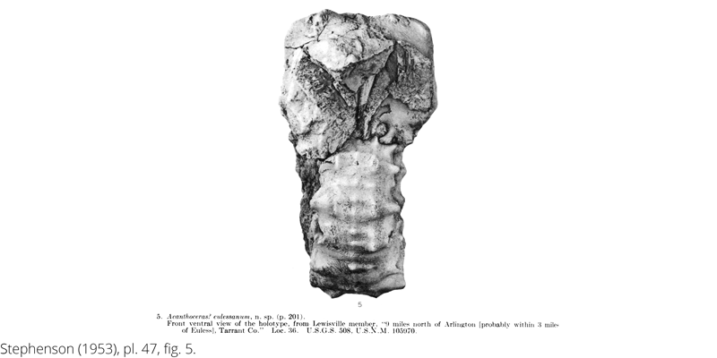 <i> Acanthoceras eulessanum </i> from the Cenomanian Woodbine Fm. of Texas (Stephenson 1953).