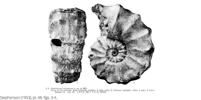 <i> Acanthoceras eulessanum </i> from the Cenomanian Woodbine Fm. of Texas (Stephenson 1953).