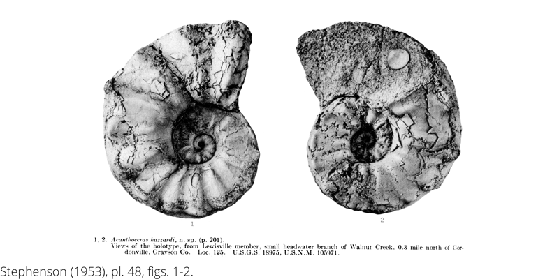 <i> Acanthoceras hazzardi </i> from the Cenomanian Woodbine Fm. of Texas (Stephenson 1953).