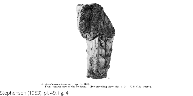 <i> Acanthoceras hazzardi </i> from the Cenomanian Woodbine Fm. of Texas (Stephenson 1953).