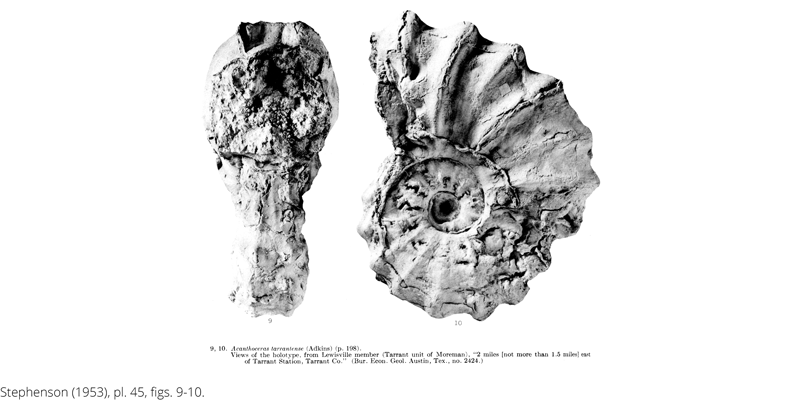 <i> Acanthoceras tarrantense </i> from the Cenomanian Woodbine Fm. of Texas (Stephenson 1953).