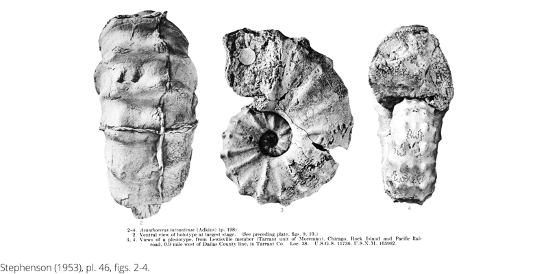 <i> Acanthoceras tarrantense </i> from the Cenomanian Woodbine Fm. of Texas (Stephenson 1953).