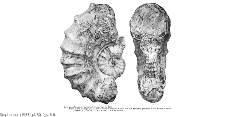 <i> Acanthoceras tarrantense nitidum </i> from the Cenomanian Woodbine Fm. of Texas (Stephenson 1953).