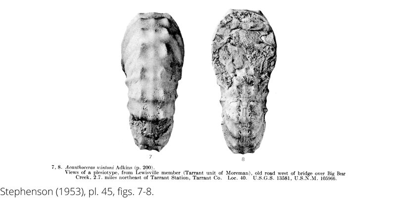 <i> Acanthoceras wintoni </i> from the Cenomanian Woodbine Fm. of Texas (Stephenson 1953).