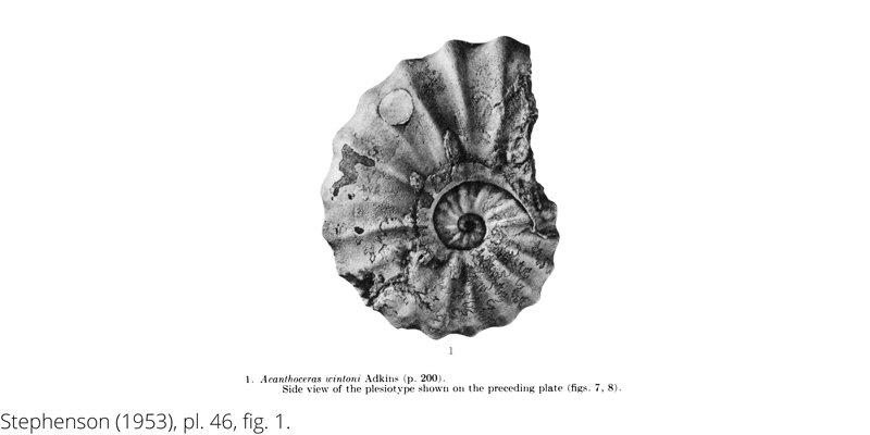 <i> Acanthoceras wintoni </i> from the Cenomanian Woodbine Fm. of Texas (Stephenson 1953).