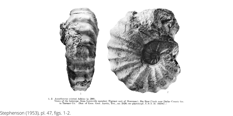 <i> Acanthoceras wintoni </i> from the Cenomanian Woodbine Fm. of Texas (Stephenson 1953).