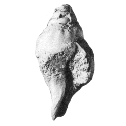 Aliofusus