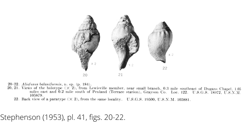 <i> Aliofusus balaniformis </i> from the Cenomanian Woodbine Fm. of Texas (Stephenson 1953).