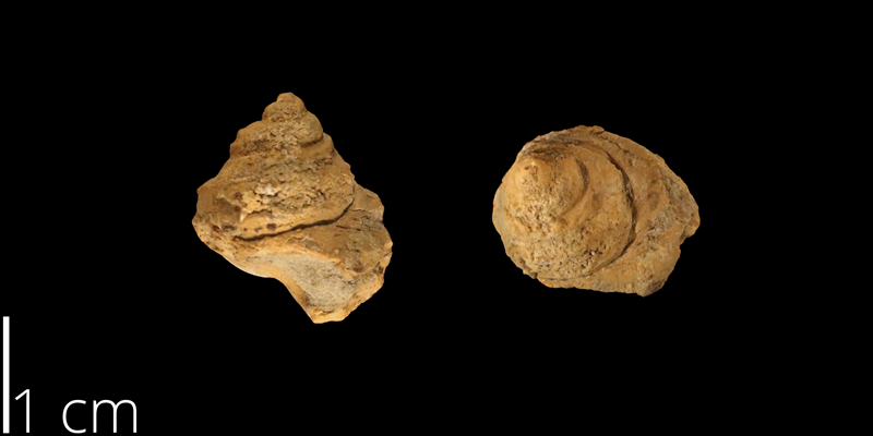 <i> Amberleya mudgeana </i> from the Albian Kiowa Fm. of McPherson County, Kansas (KUMIP 500321).