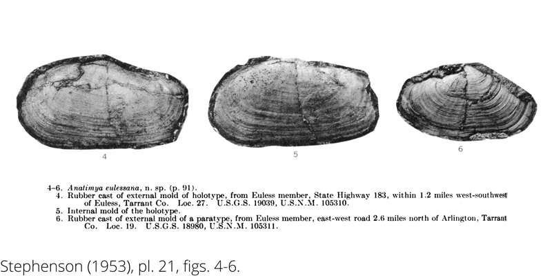 <i> Anatimya eulessana </i> from the Cenomanian Woodbine Fm. of Texas (Stephenson 1953).