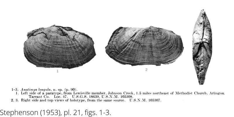 <i> Anatimya longula </i> from the Cenomanian Woodbine Fm. of Texas (Stephenson 1953).