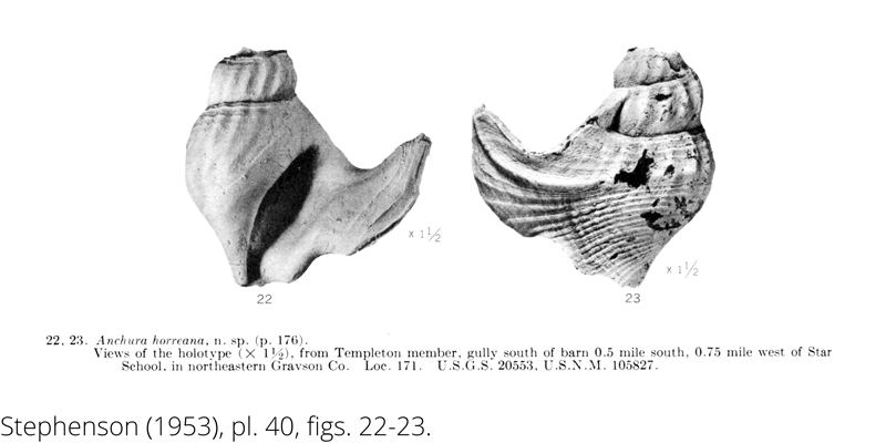 <i> Anchura horreana </i> from the Cenomanian Woodbine Fm. of Texas (Stephenson 1953).