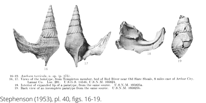 <i> Anchura turricula </i> from the Cenomanian Woodbine Fm. of Texas (Stephenson 1953).