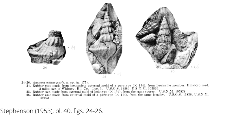 <i> Anchura whitneyensis </i> from the Cenomanian Woodbine Fm. of Texas (Stephenson 1953).