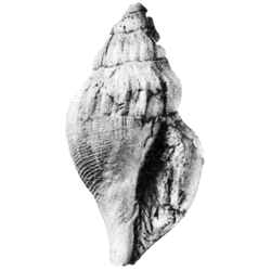 Bellfusus parvilirae