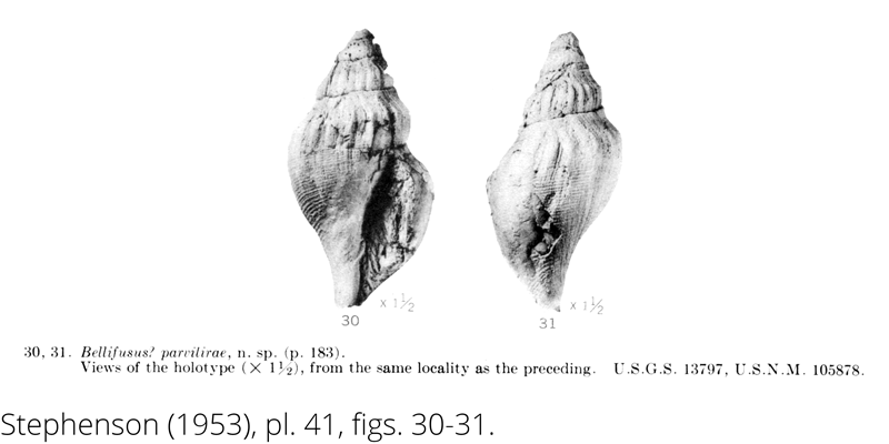 <i> Bellfusus parvilirae </i> from the Cenomanian Woodbine Fm. of Texas (Stephenson 1953).