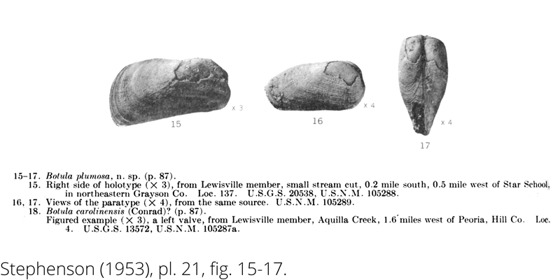 <i> Botula plumosa </i> from the Cenomanian Woodbine Fm. of Texas (Stephenson 1953).