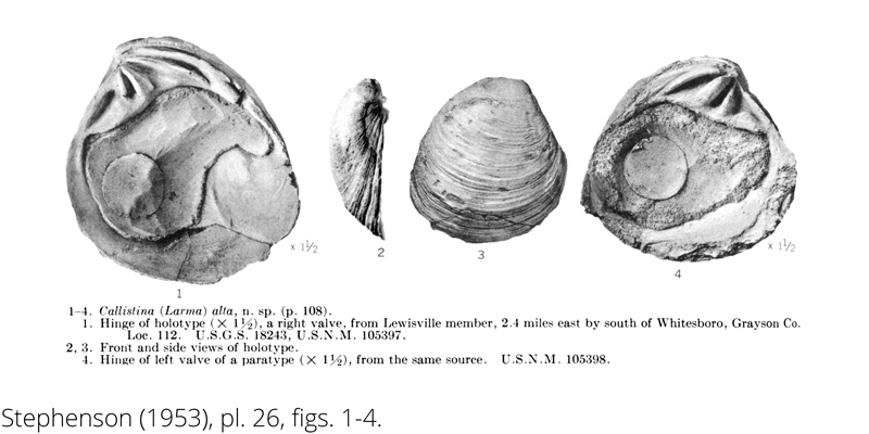 <i> Callistina alta </i> from the Cenomanian Woodbine Fm. of Texas (Stephenson 1953).