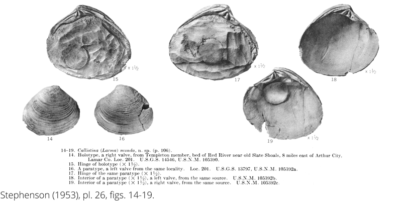 <i> Callistina munda </i> from the Cenomanian Woodbine Fm. of Texas (Stephenson 1953).