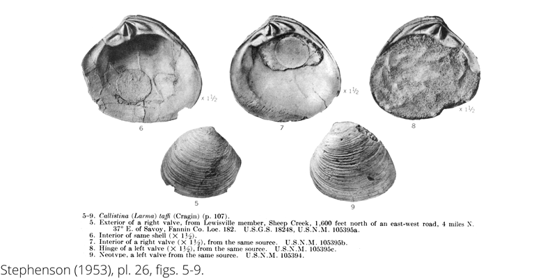 <i> Callistina taffi </i> from the Cenomanian Woodbine Fm. of Texas (Stephenson 1953).