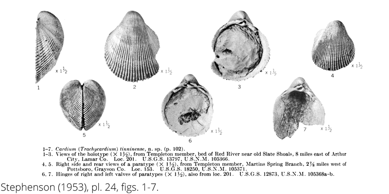 <i> Cardium tinninense </i> from the Cenomanian Woodbine Fm. of Texas (Stephenson 1953).