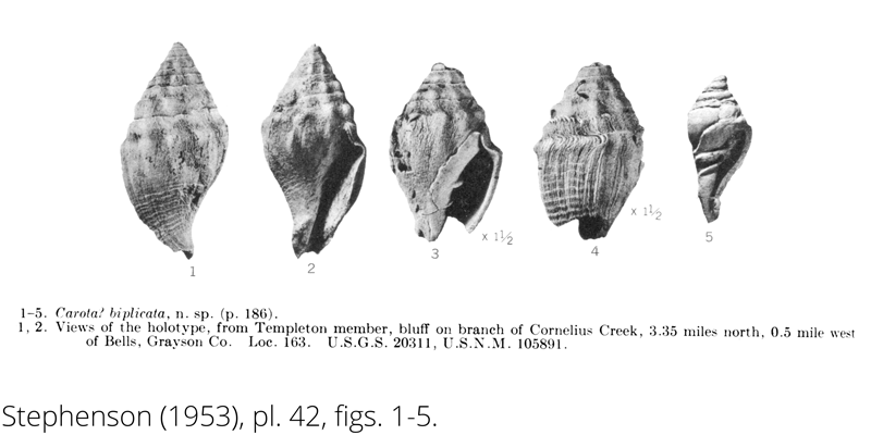 <i> Carota biplicata </i> from the Cenomanian Woodbine Fm. of Texas (Stephenson 1953).