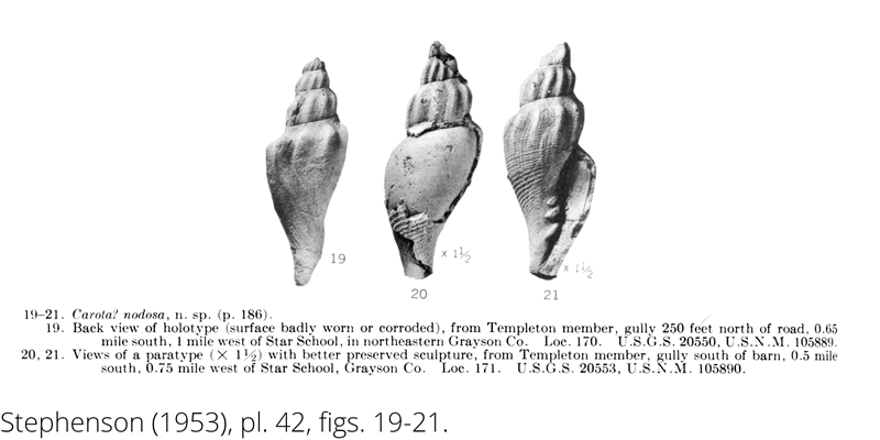 <i> Carota nodosa </i> from the Cenomanian Woodbine Fm. of Texas (Stephenson 1953).